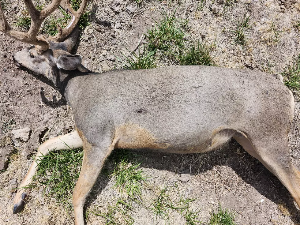 DWR Seeks Information On Illegal Deer Killing Near Enterprise