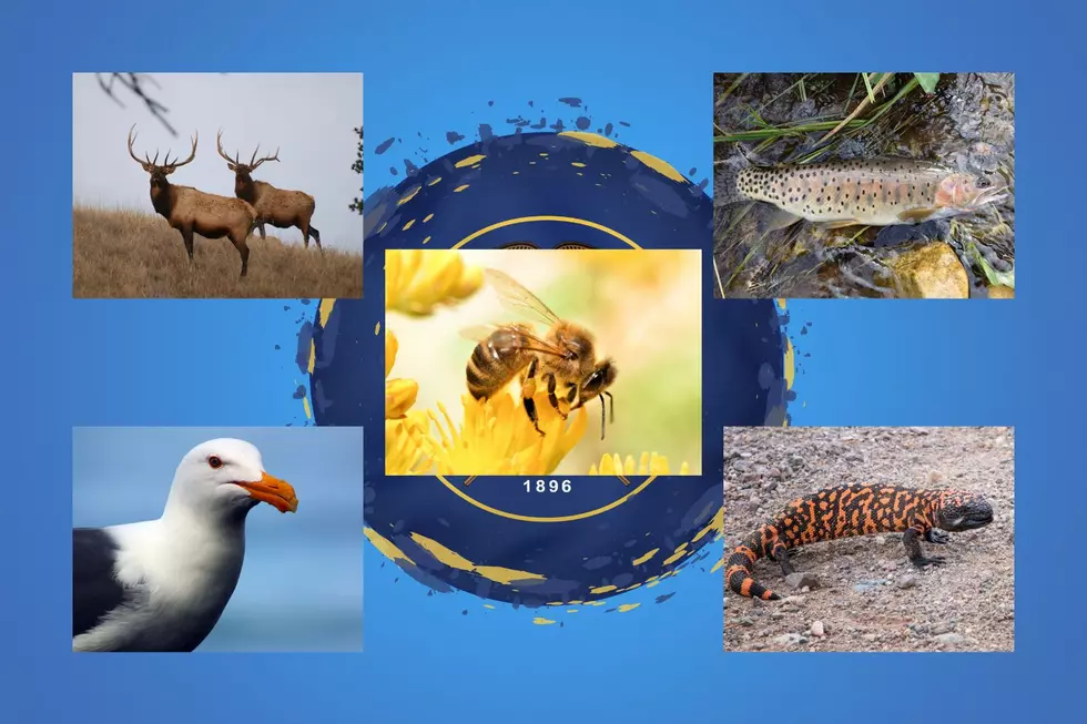 Utah’s Official State Animals: A Celebration of Heritage and Wildlife