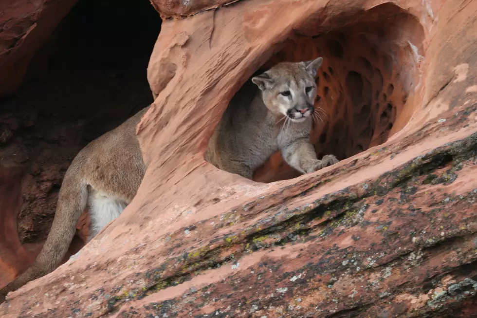 Be Alert, Cougars Are More Visible In Utah’s Warm Months